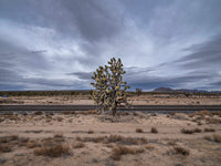 (Bill Leigh Brewer) Cima #1, Mojave Preserve, December 27, 2022