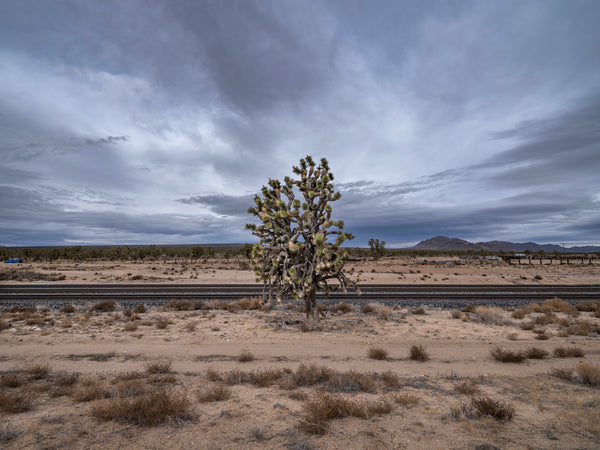 (Bill Leigh Brewer) Cima #1, Mojave Preserve, December 27, 2022