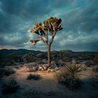 (Bill Leigh Brewer) Queen Valley #2
