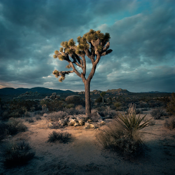 (Bill Leigh Brewer) Queen Valley #2