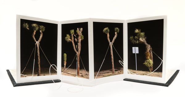 (Danielle Giudici Wallis) Tangled Web, 2023