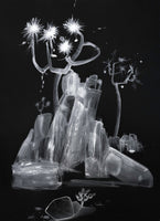 (Diane Best) Joshua Tree Noir 12