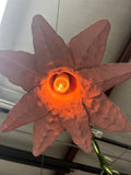 (John Flores) Moon Bloom (small)