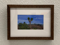 (Landy Li) Joshua Tree 1