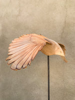 (Frieda Gossett) Bird In Flight 2