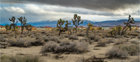 (Kim Stringfellow) Antelope Valley Subdivision with Intact Joshua Tree Woodland in Foreground