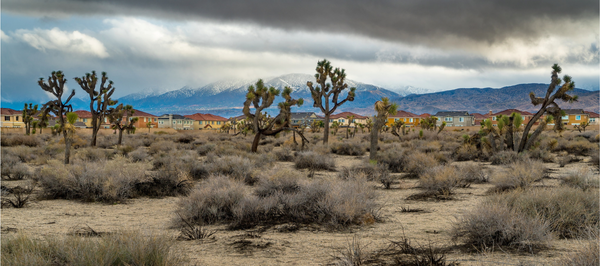 (Kim Stringfellow) Antelope Valley Subdivision with Intact Joshua Tree Woodland in Foreground