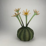 (John Flores) Lily Cactus